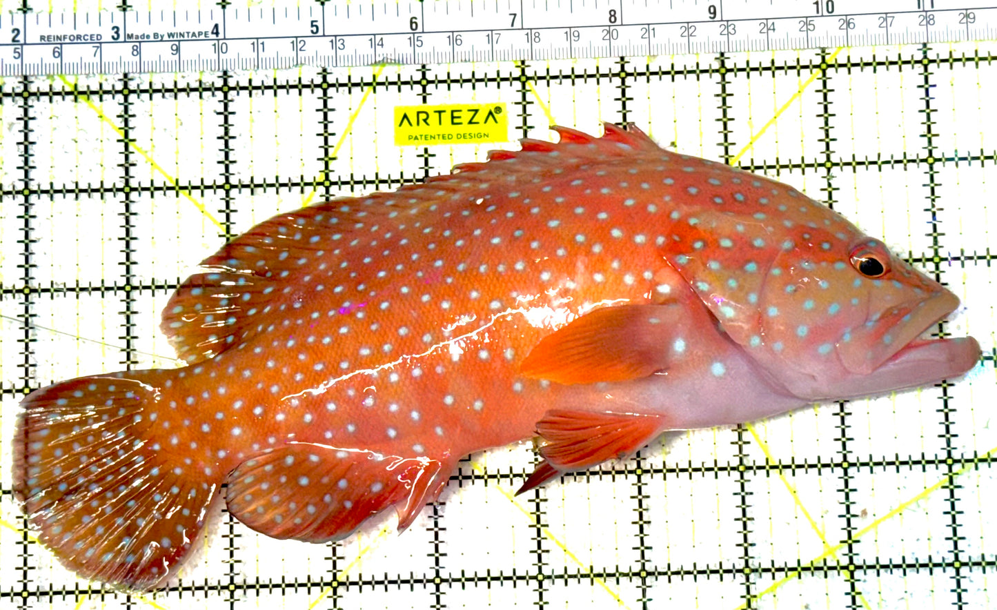 Miniatus Grouper MG031901 WYSIWYG Size: XXL 9.5" approx