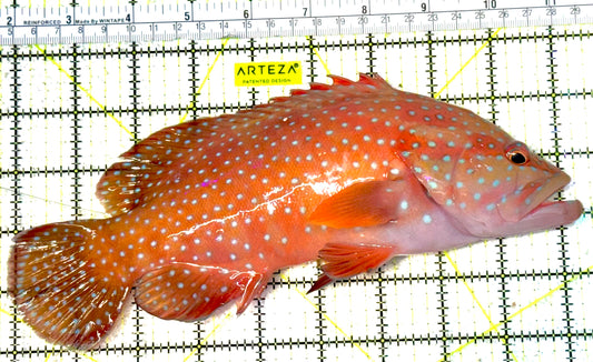 Miniatus Grouper MG031901 WYSIWYG Size: XXL 9.5" approx