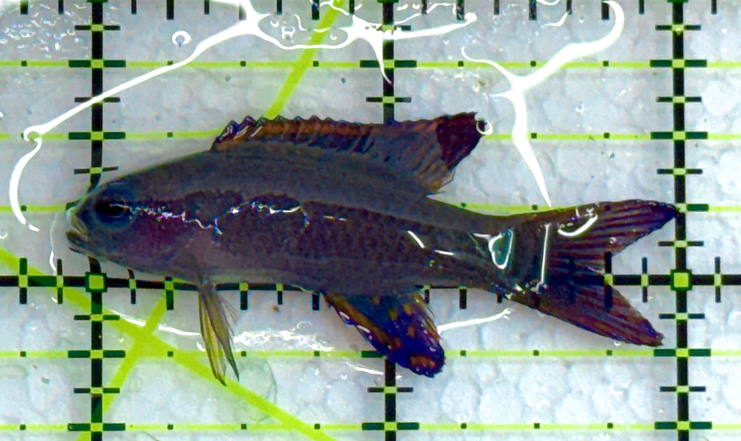 Randall's Assessor Basslet RAB040101 WYSIWYG Size: S 2" approx