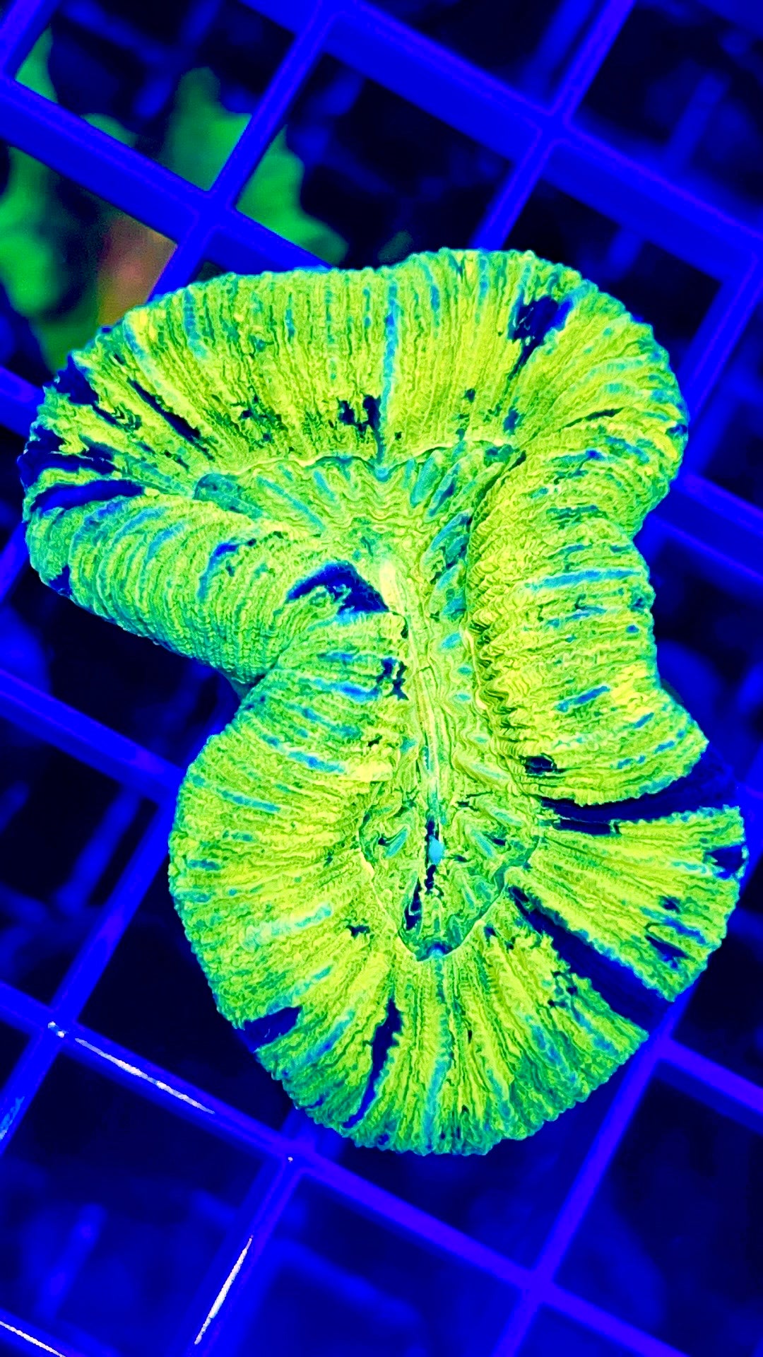 Indo Ultra Trachyphyllia