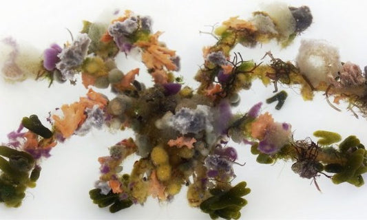 Decorater Spider Crab - Violet Aquarium 