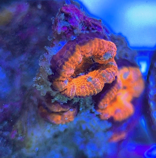 Aussie Acan Lordhowensis AAL031307 WYSIWYG