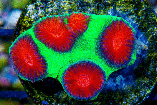 Watermelon Favia Size: M 0.75" to 1" Diamter Approx