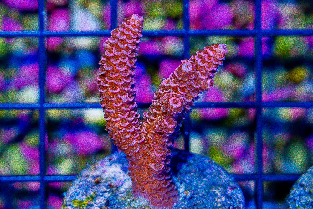 Assorted Aussie Ultra Hot Acropora Size: M 0.75" to 1" Diameter Approx - Violet Aquarium 