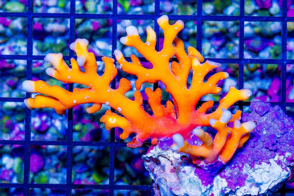 Sunset Lace Coral (Orange Distichopora) Size: S 0.75" to 1" Diameter Approx Frag