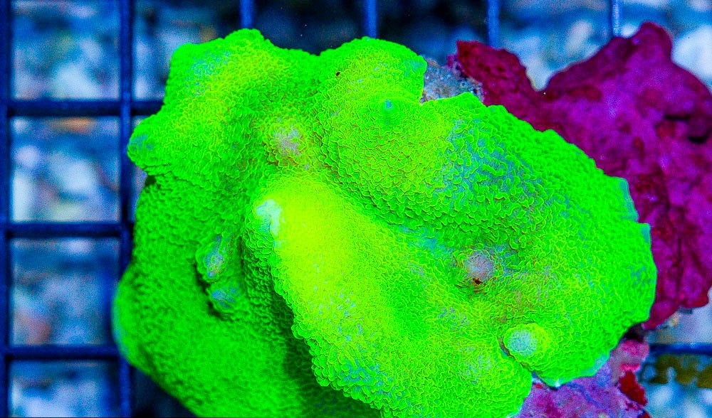 Nuclear Neon Elephant Ear Mushroom Size:  L 1" to 1.5" Approx