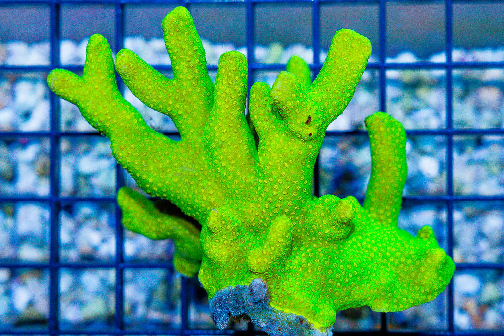 Fiji Lime to Lemon Porites Size: M 0.75" to 1.5" Frag