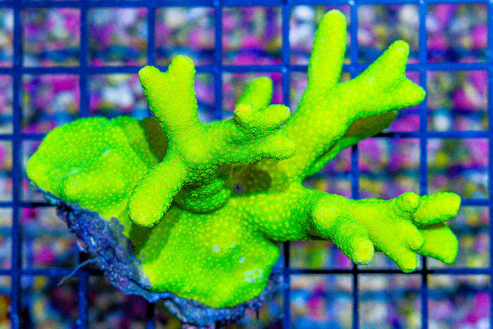 Fiji Lime to Lemon Porites Size: M 0.75" to 1.5" Frag