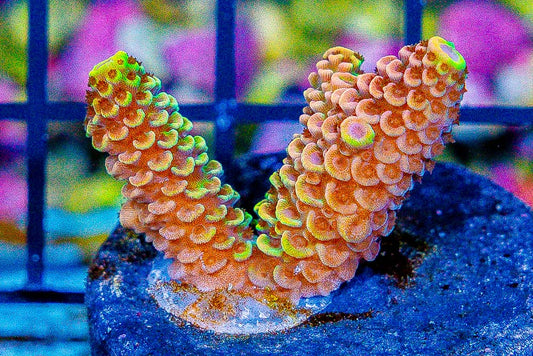 Assorted Aussie Ultra Hot Acropora Size: M 0.75" to 1" Diameter Approx - Violet Aquarium 