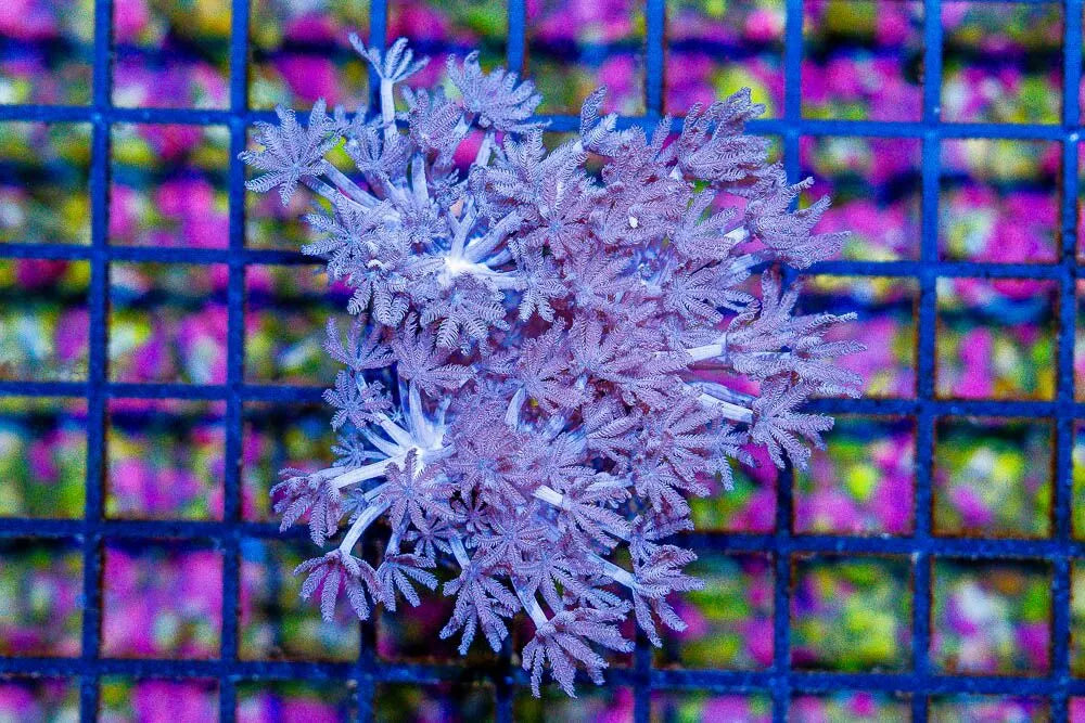 Aquacultured Xenia Coral - Violet Aquarium 