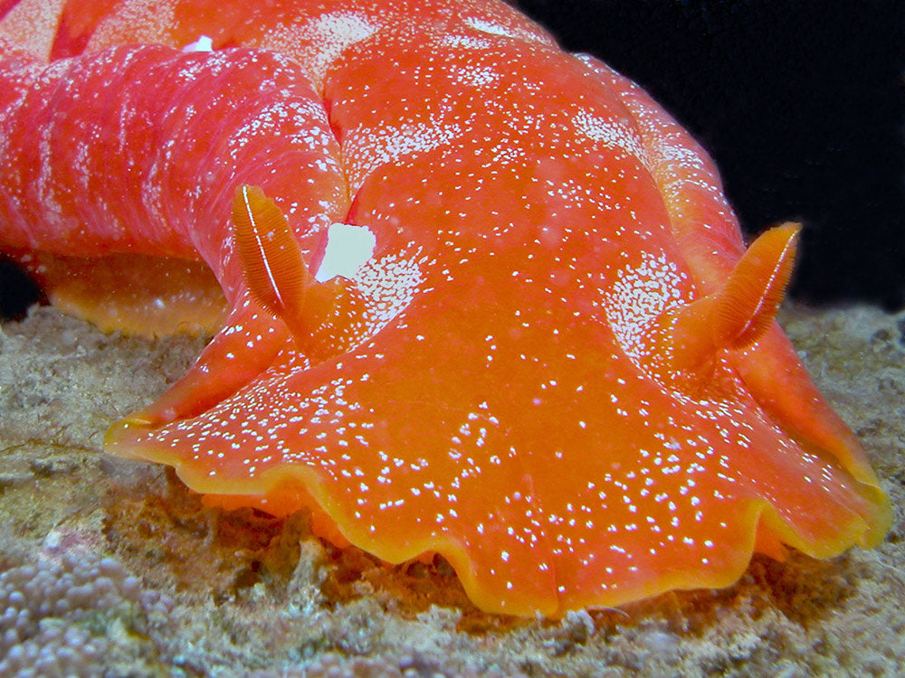 Giant Spanish Dancer