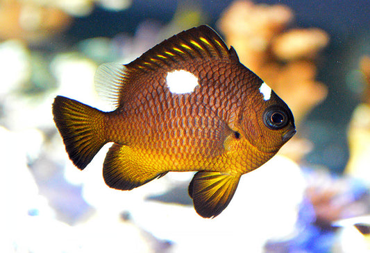 Golden Belly Domino Damselfish (Tonga) Size : XXL/SHOW 2.5" and Above