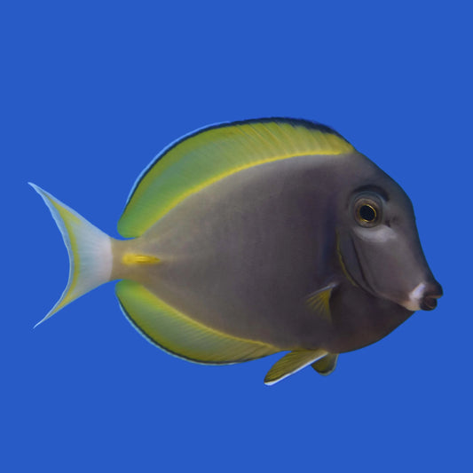 Powder Blue x Gold Rim Tang (Hybrid) Size: ML 3" to 4"