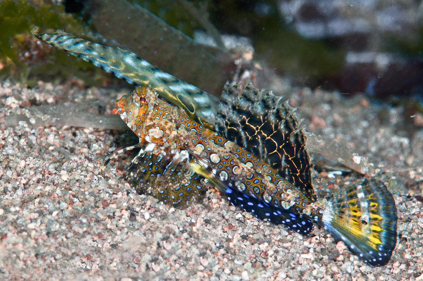 Kuiter's Dragonet Size: XL 4" to 5"