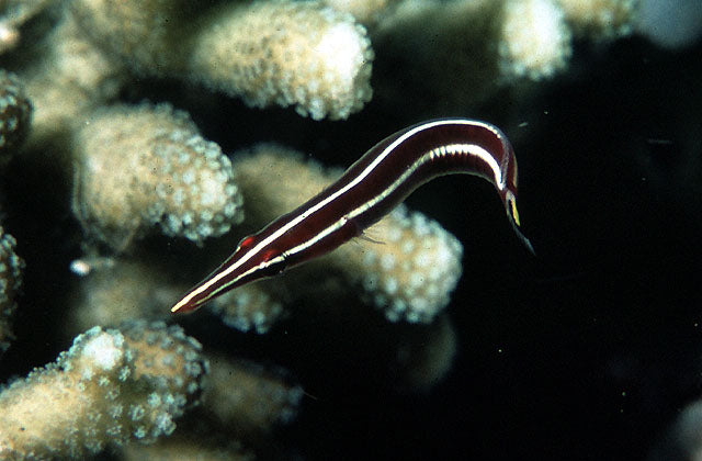 Striped Urchin Clingfish
