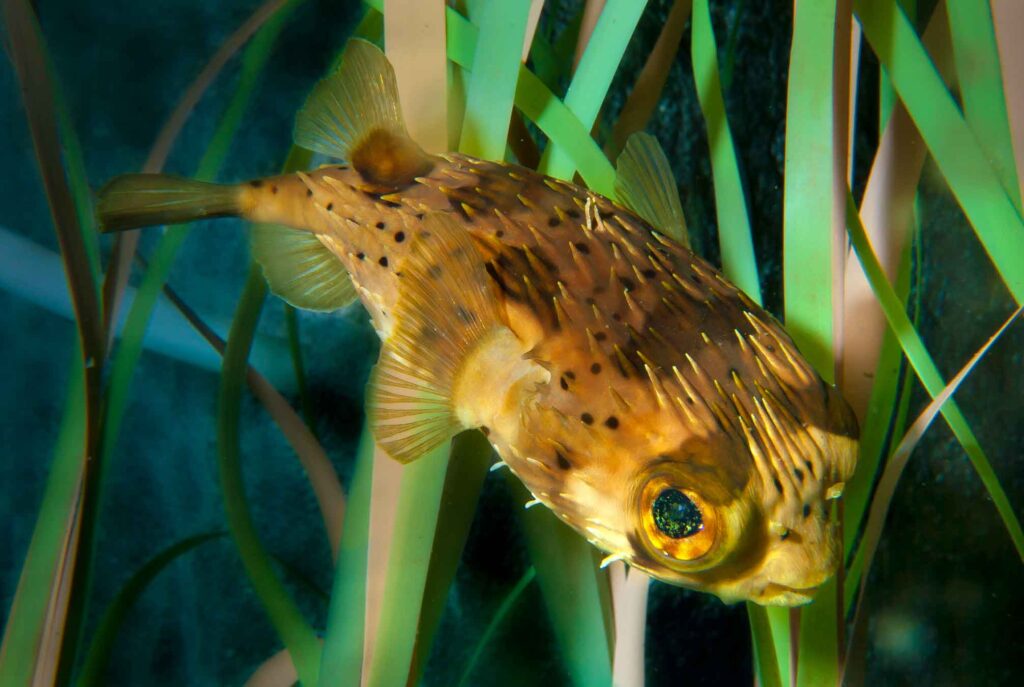 Long Spine Porcupine Pufferfish Size: XL 4" to 5"