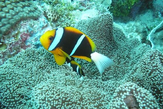 Clarkii Clownfish Size: L 2.5" to 3" (Black Clarkii Solomon Islands)
