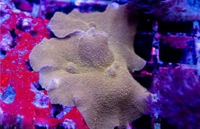 Aussie Golden Elephant Ears Mushroom Mother Colony AGEEMMC101301 WYSIWYG