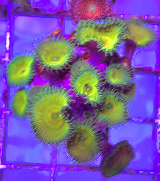 Aquacultured Zoanthids/Playthoa AZP031307 WYSIWYG