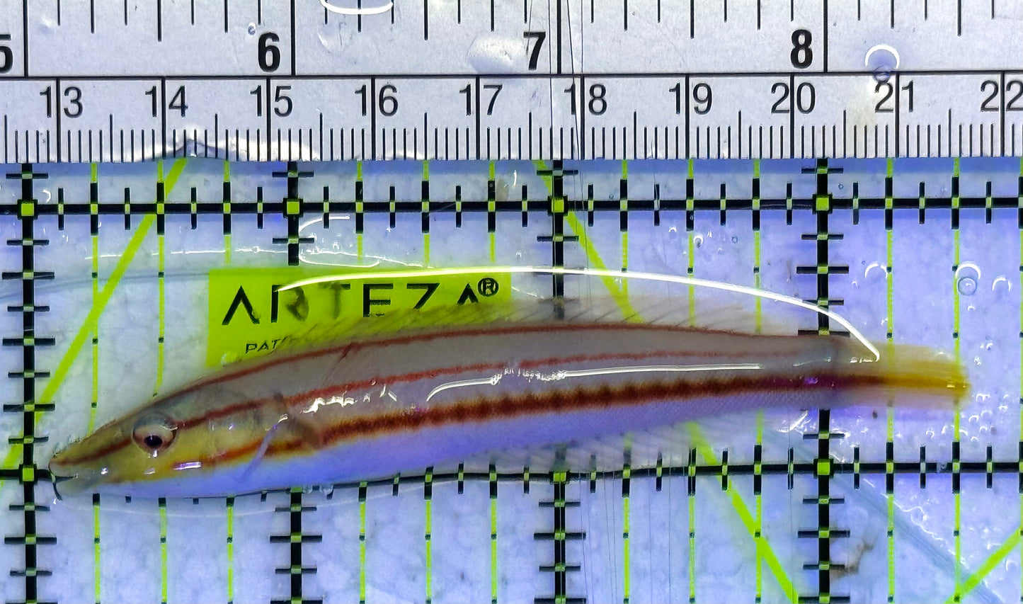Red Ring Wrasse Juv Solomon Islands RRW040101 WYSIWYG Size: L 3.5: approx