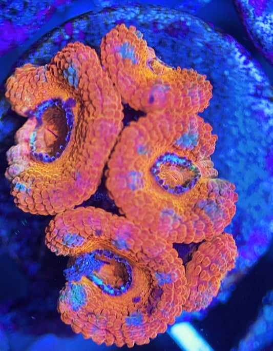 Aussie Acan Lordhowensis AAL031307 WYSIWYG