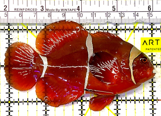 White Stripe Maroon Clownfish WSMC032002 WYSIWYG Size: XL 4.25" approx