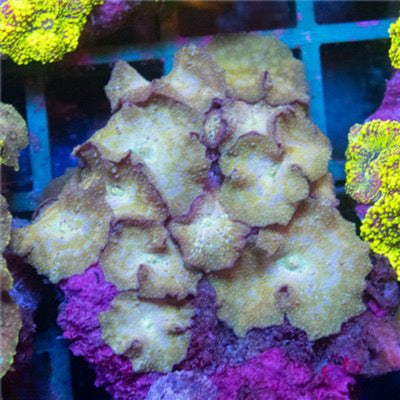 Uniques Aussie Mushroom Mother Colony UAMMMC101301 WYSIWYG