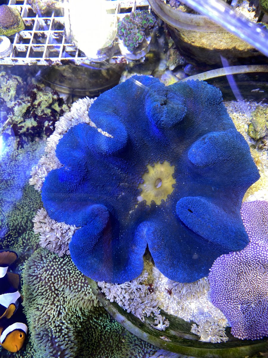 Blue Carpet Anemone Size L 4" to 5"