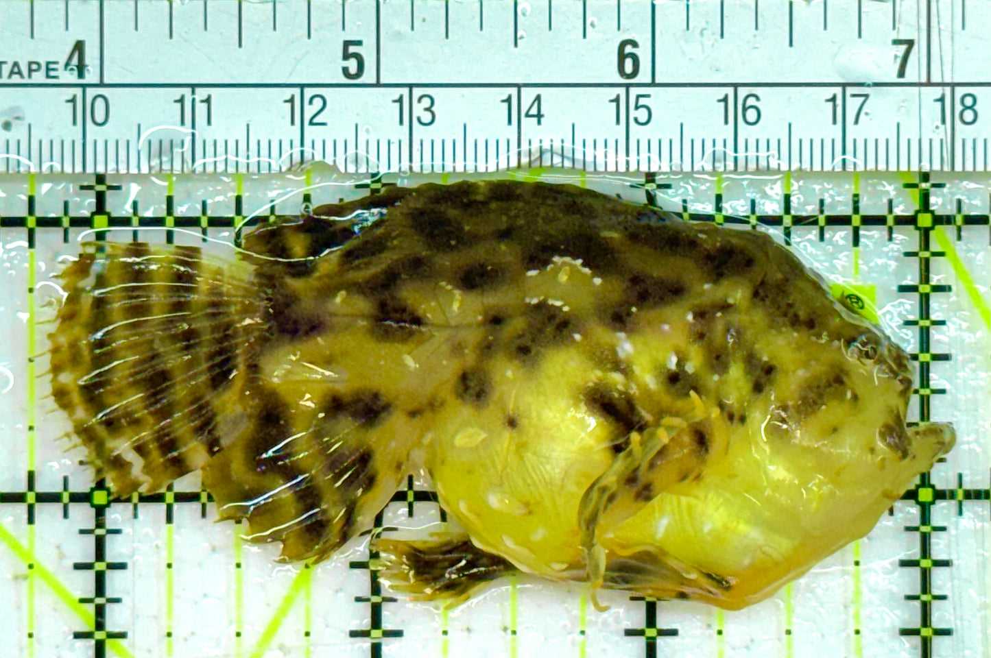 Sargassum Angler SA032601 WYSIWYG Size: M 3.25" approx
