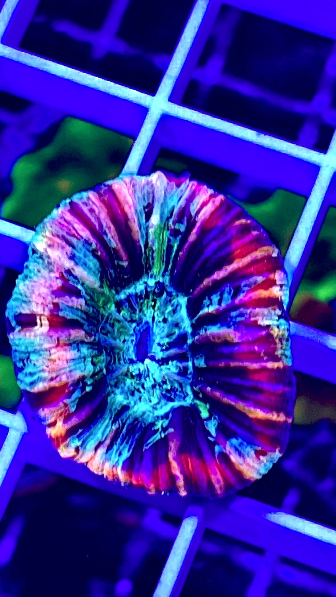 Indo Ultra Trachyphyllia