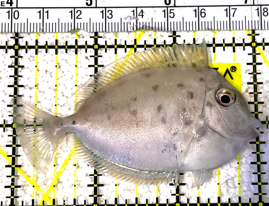 Unicorn Tang UT031901 WYSIWYG Size: M 3" approx