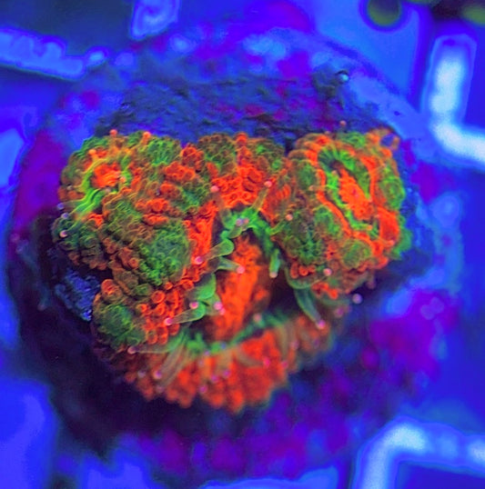 Aussie Acan Lordhowensis AAL031311 WYSIWYG
