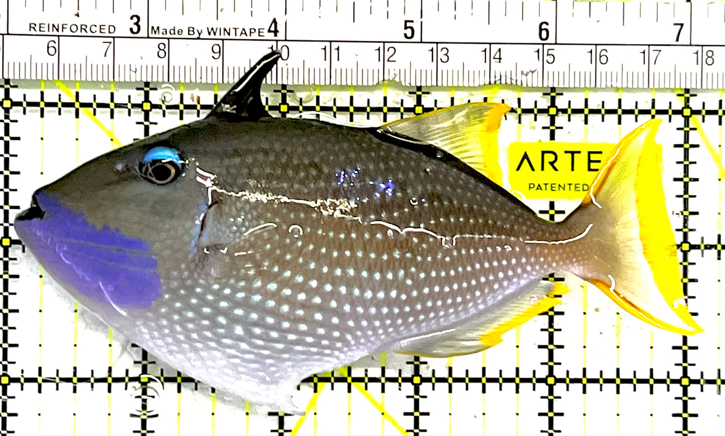Male Blue Throat Triggerfish (Reefsafe) MBTT032101 WYSIWYG Size: L 5" approx