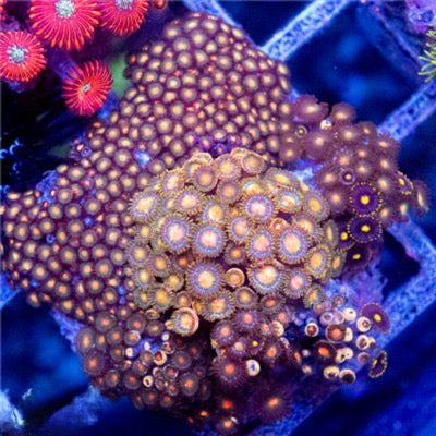 Indo Ultra Gold Dust Zoa Mother Colony IUGDZMC101301 WYSIWYG