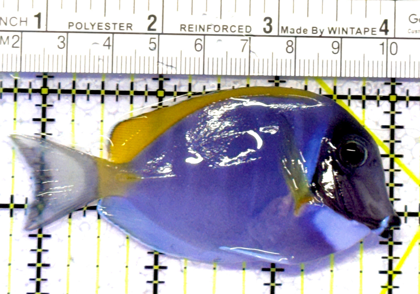 Powder Blue Tang PBT122601 WYSIWYG Size: M 3.25" approx