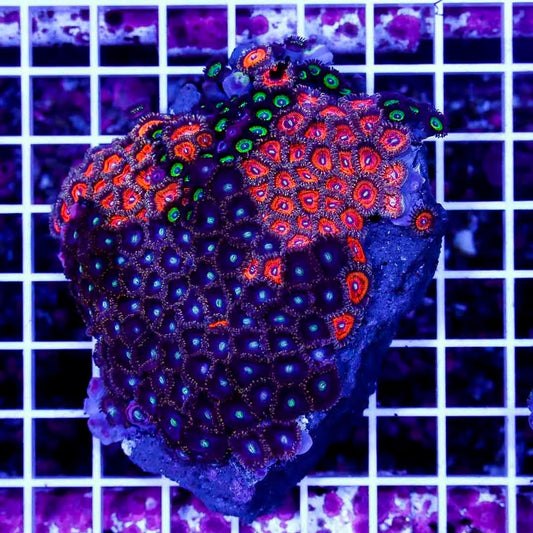 Ultra Aussie Big Pink Gold Palythoa/Midnight Purple/Neon Green Mother Colony UABPGPMPNGMC022714 WYSIWYG