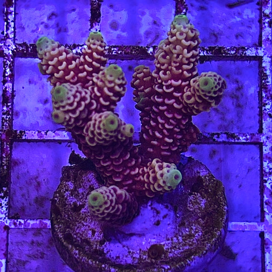 Assorted Aussie Ultra Hot Acropora Frag (Medium)