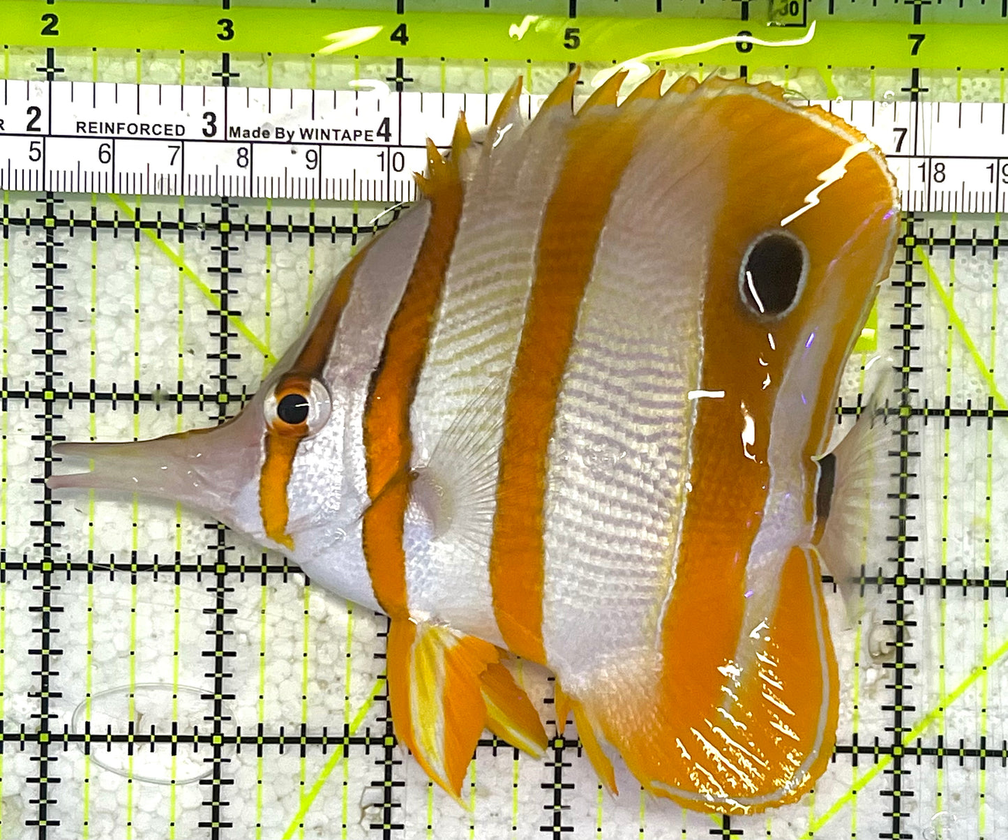 Copperband Butterflyfish CB033101 WYSIWYG Size: XL 5.25" approx