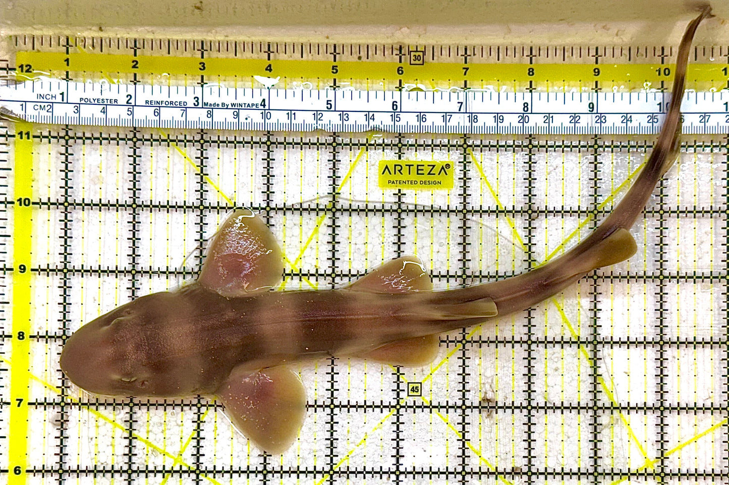 Grey Bamboo Shark GBS032702 WYSIWYG Size: SHOW /XXL 13" approx