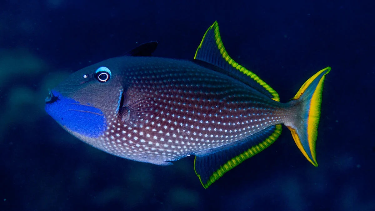 Male Blue Throat Triggerfish (Reefsafe) Size: M 2" to 3" - Violet Aquarium 