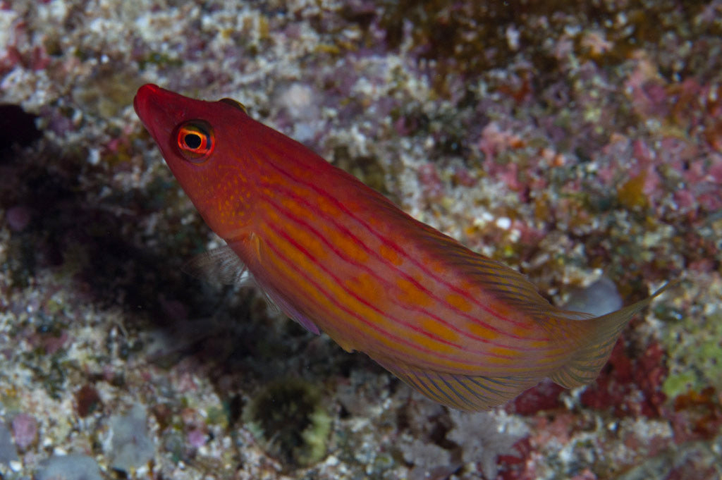 Eightline Wrasse Size: L 2" to 2.5"