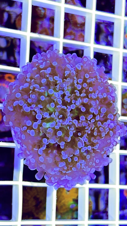 Indo Frogspawn