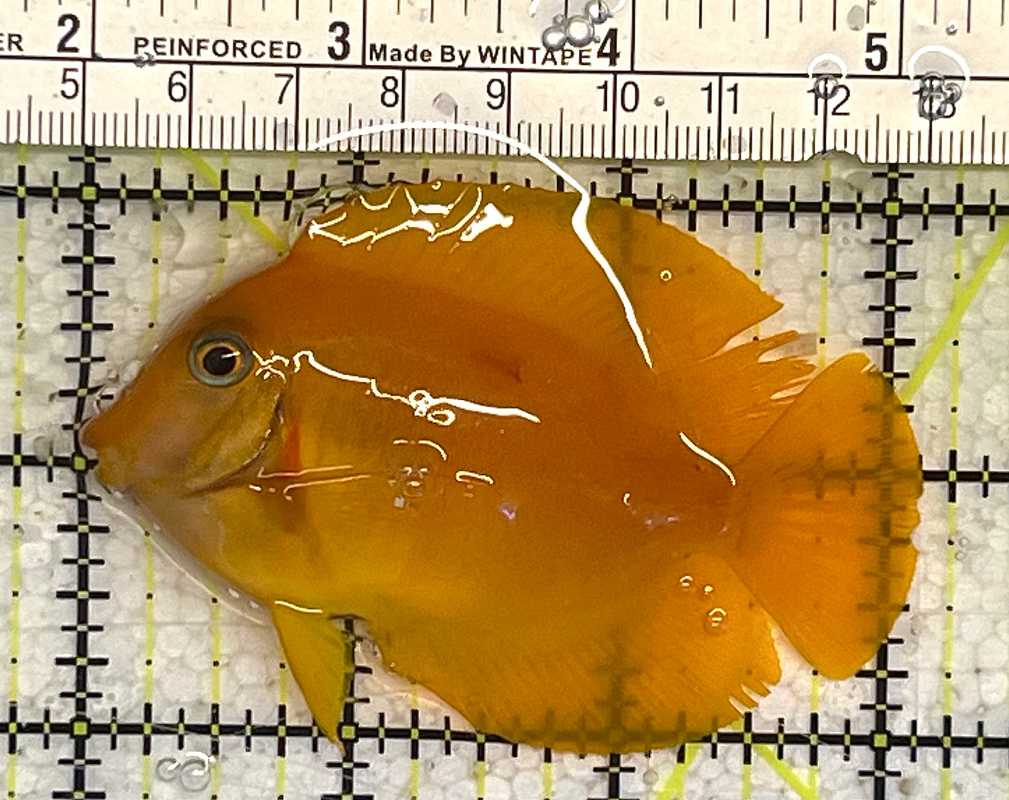 Yellow Mimic Tang (Chocolate Tang When it is Adult) YMT033103 WYSIWYG Size: M 3" approx