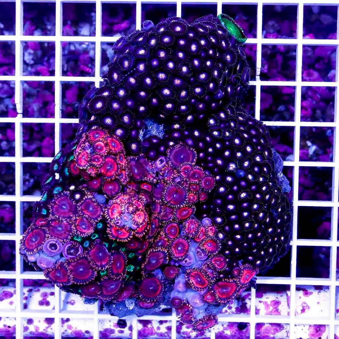 Ultra Aussie Big Pink Gold/ Midnight Pink Palythoa Mother Colony UABPGMPPMC022710 WYSIWYG