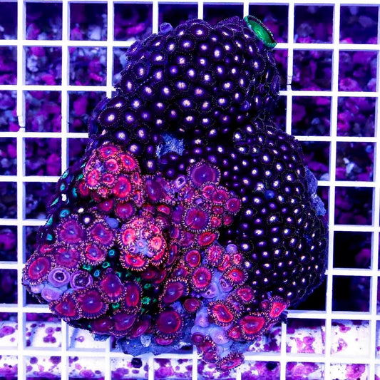 Ultra Aussie Big Pink Gold/ Midnight Pink Palythoa Mother Colony UABPGMPPMC022710 WYSIWYG
