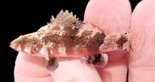 Pygmy Sea Bass