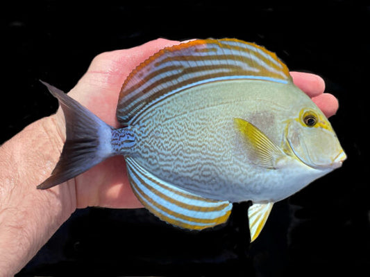 Yellow Fin Tang Fish Size: S 2" to 3" - Violet Aquarium 