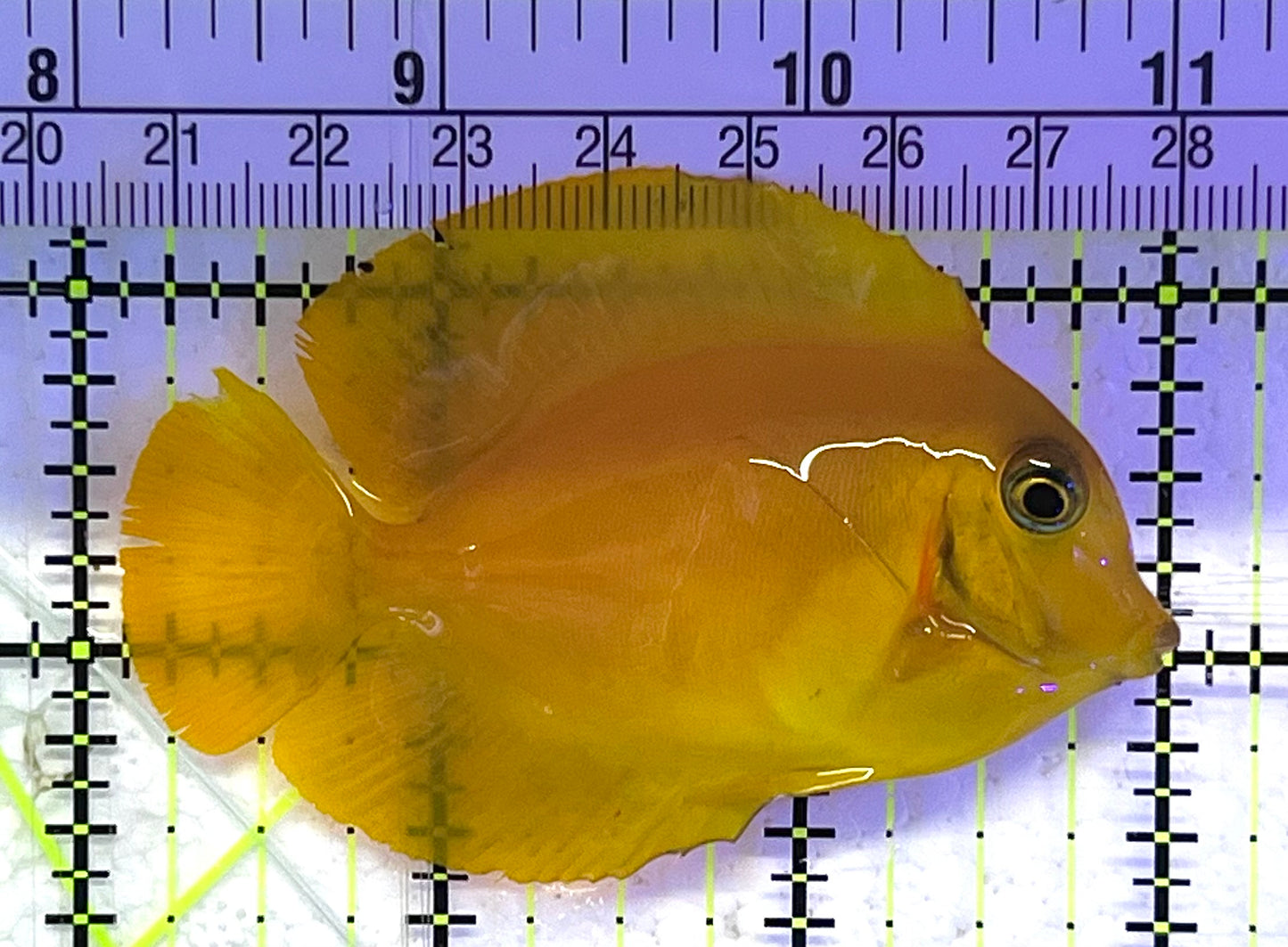 Yellow Mimic Tang (Chocolate Tang When it is Adult) YMT033101 WYSIWYG Size: M 3" approx