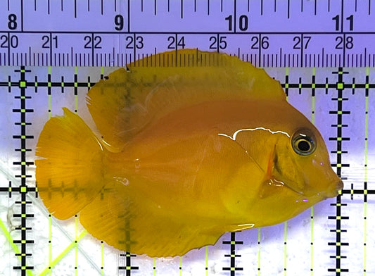 Yellow Mimic Tang (Chocolate Tang When it is Adult) YMT033101 WYSIWYG Size: M 3" approx