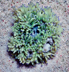 Purple Tip Green Sebae Anemone Size: L 4" to 5"